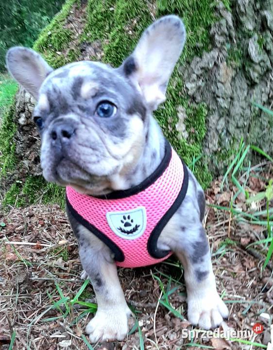 Buldog francuski piekna dziewczynka Pabianice