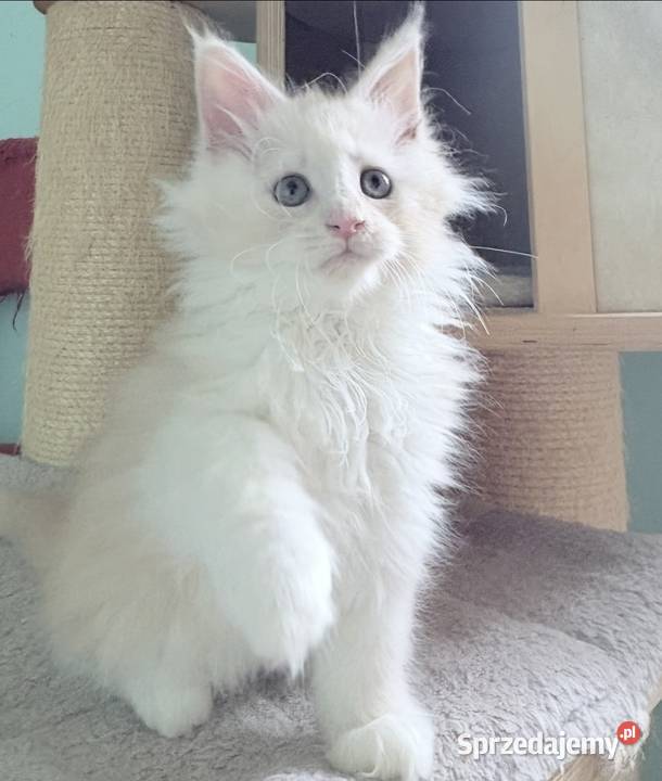 Maine Coon Śliczna Nemezis Wińsko
