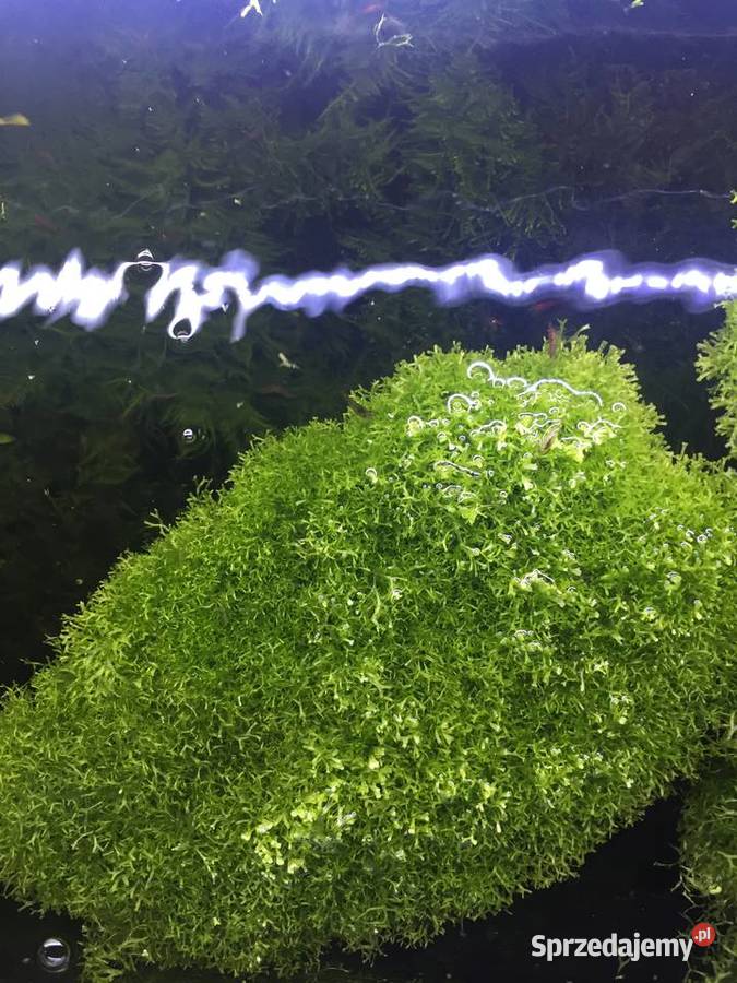 Mech Java moss Gorzów Wielkopolski