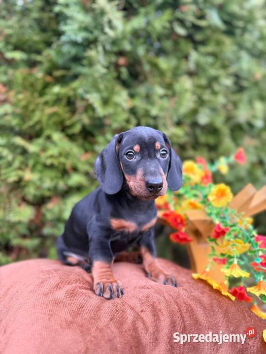 Śliczny piesek jamnik miniaturowy czarny Warszawa sprzedam