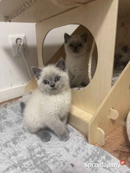 Przepiękne kocięta brytyjskie Point A33 Brytyjski Wieprzec