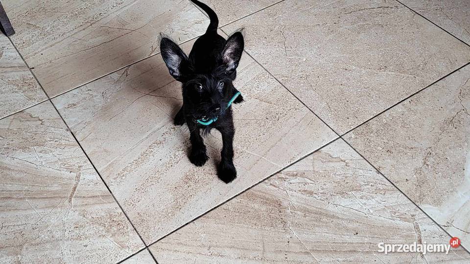 Pieski do Adopcji Radomsko