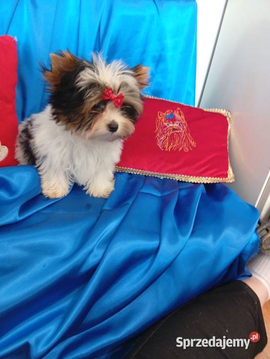 Mini samczyk ok130150 Biewer Yorkshire terrier York