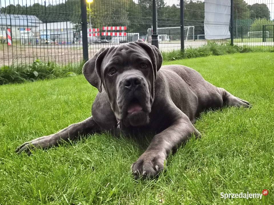 Cane Corso Italiano pies 6miesięczny szary Gończyce