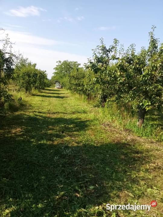 Działka sad Annopol