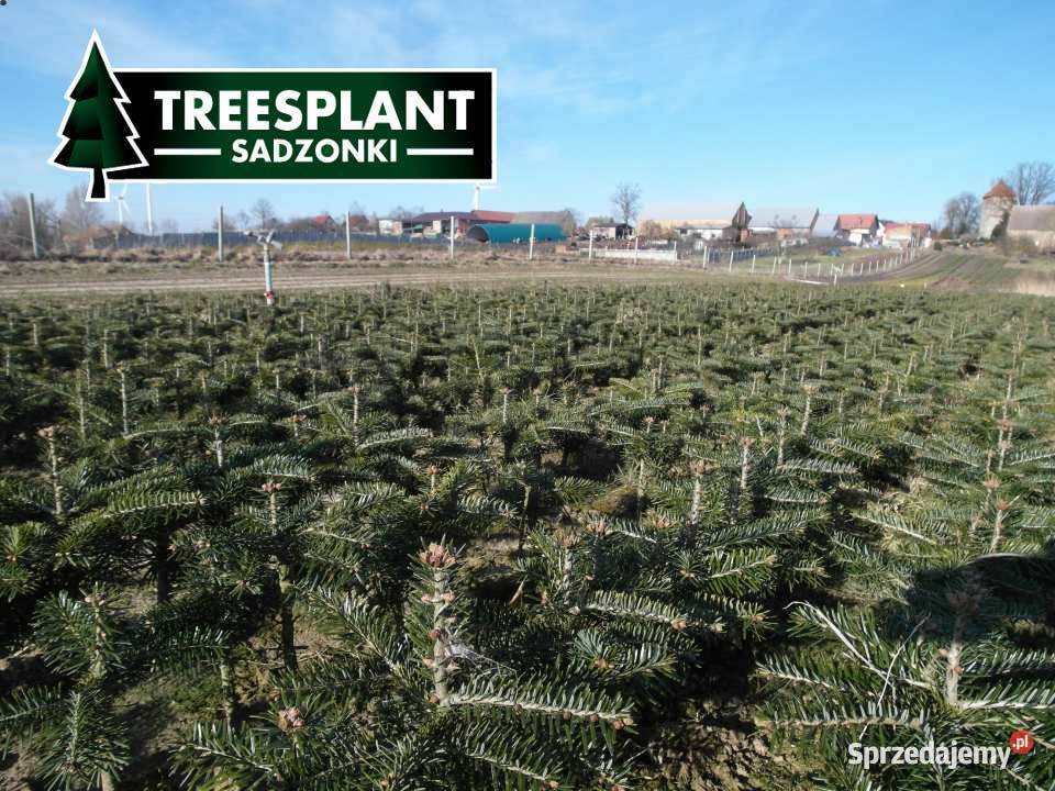 Jodła kaukaska Sadzonki na plantacje świerk lubelskie Lublin