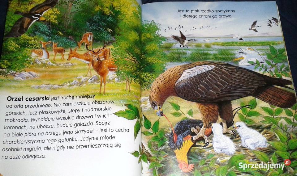 Zwierzęta świata Pere Rovira Francisco Arredondo Chełm