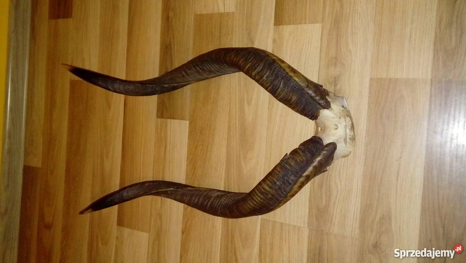 Poroze Antylopy Solina