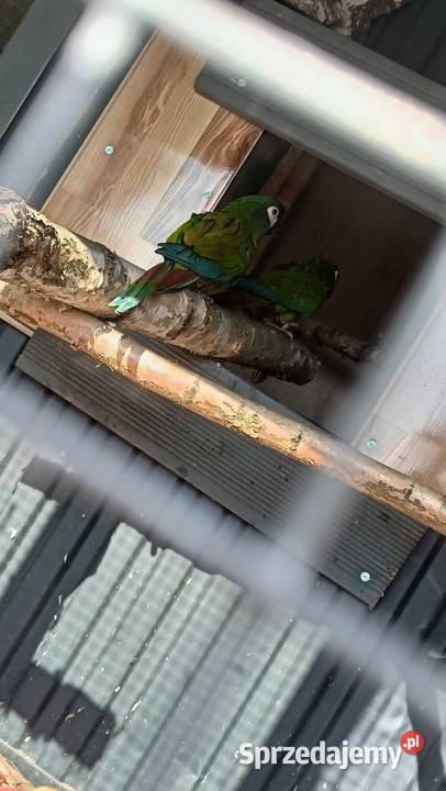 Ara maracana para dorosła Wieliczka sprzedam