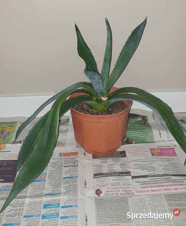 Duża wieloletnia agawa rozpiętość 67 Kaktusy i sukulenty Warszawa sprzedam