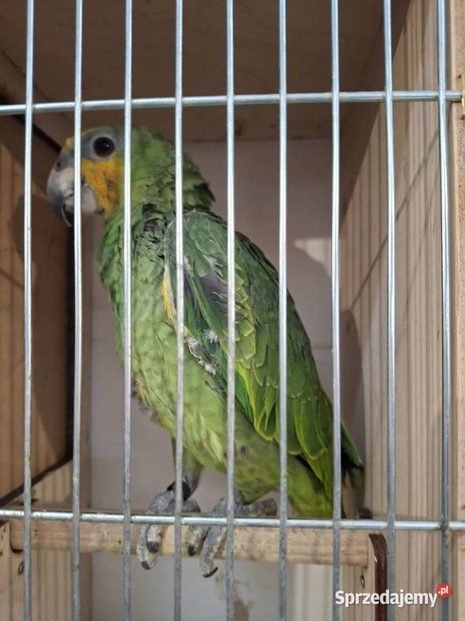 Amazonka kurika venezuelska samiec roczny Wilamowice