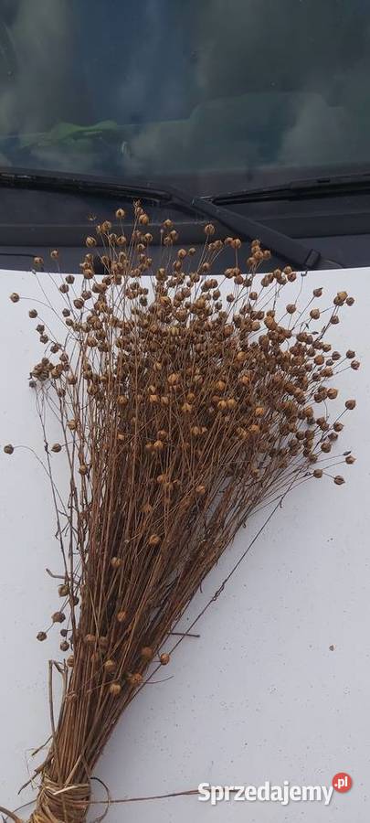 Len oleisty siemię lniane świętokrzyskie Wojcieszyce