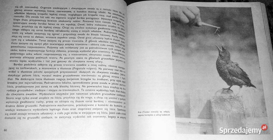 Skarby przyrody Dolnego Śląska Eugeniusz Pozostałe Chełm