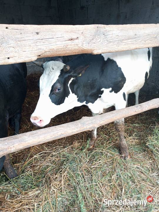 Jałówka białoczarna HF Miłochniewice