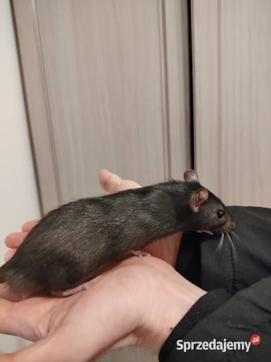 Szczur Szczury Szczurki Młode kujawsko-pomorskie Bydgoszcz sprzedam