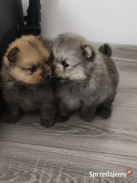 Pomeranian szczeniaki Lachowice sprzedam