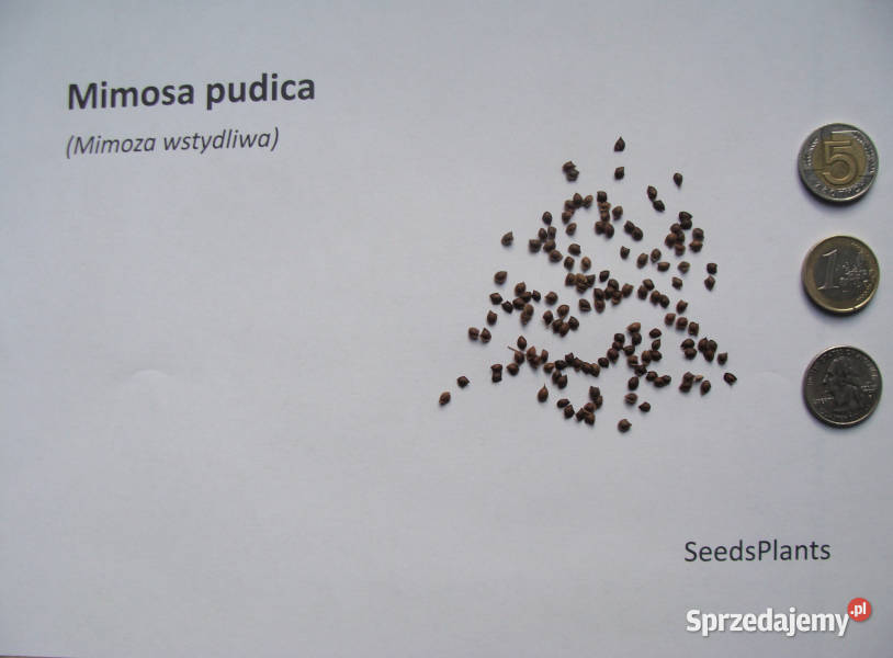 MIMOZA WSTYDLIWA Mimosa pudica NASIONA 2000 kujawsko-pomorskie Lubanie