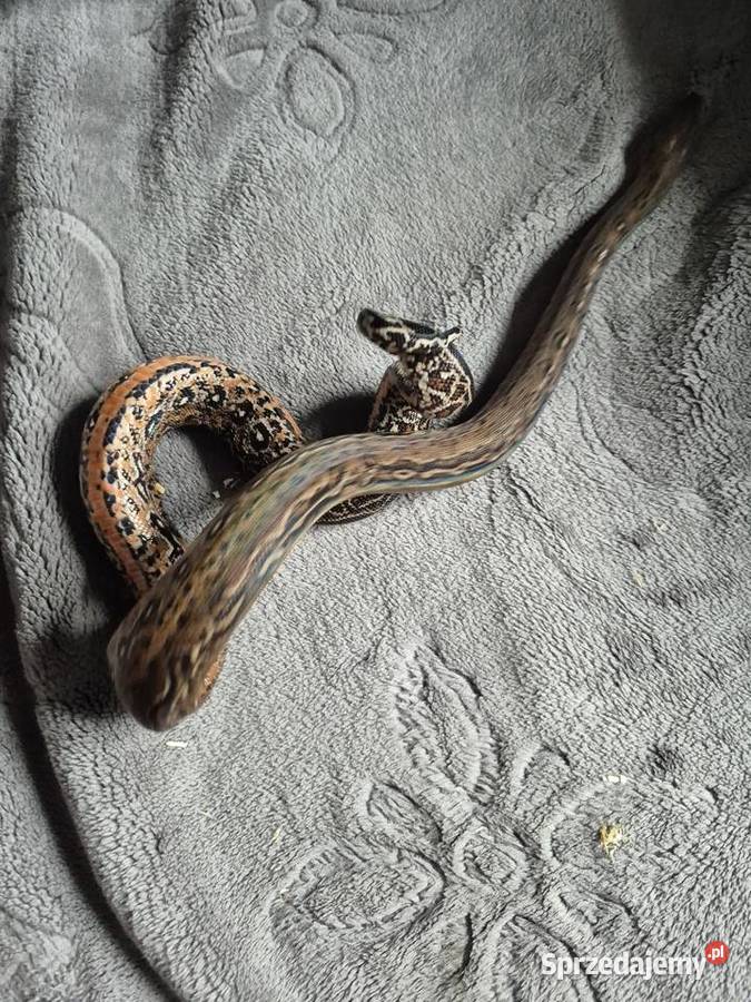 Boa cesarski Starachowice