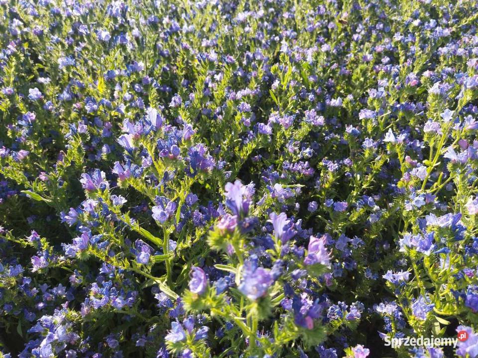 Żmijowiec Babkowaty