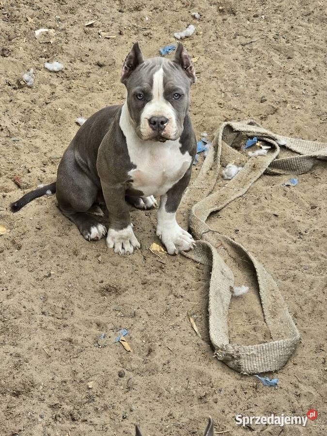 American bully Opalenica