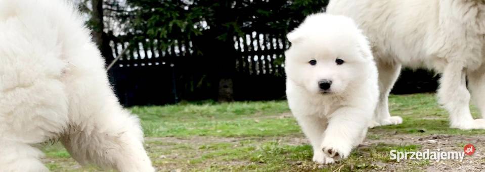Samoyed chlopiec Mogilno