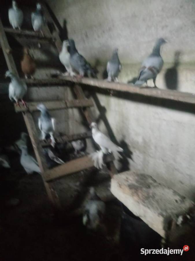 Gołębie 90 8zl Siedlce