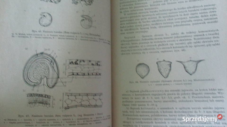 Biologia nasion i nasiennictwo Lityński nasiona Książki naukowe i popularnonaukowe Łódź