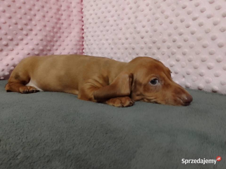 Jamniki krótkowłosy merle Żyrardów