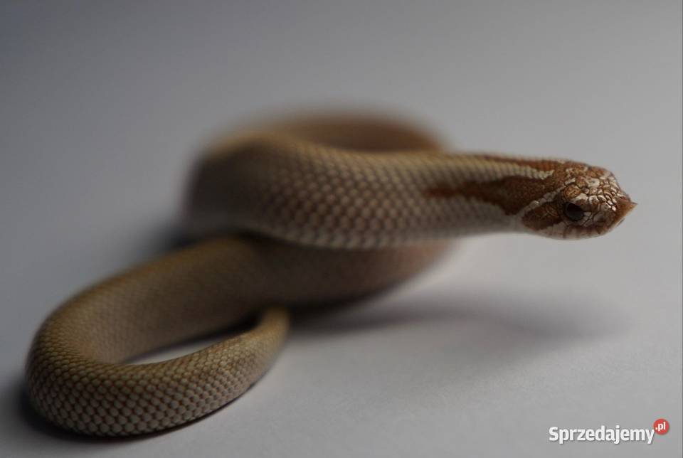 Wąż Heterodon nasicus Toffee Superconda Samica Gdańsk sprzedam