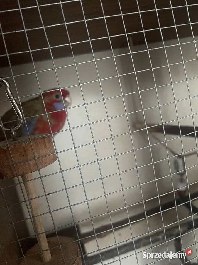 Sprzedam rozelle królewską samca Ryki sprzedam