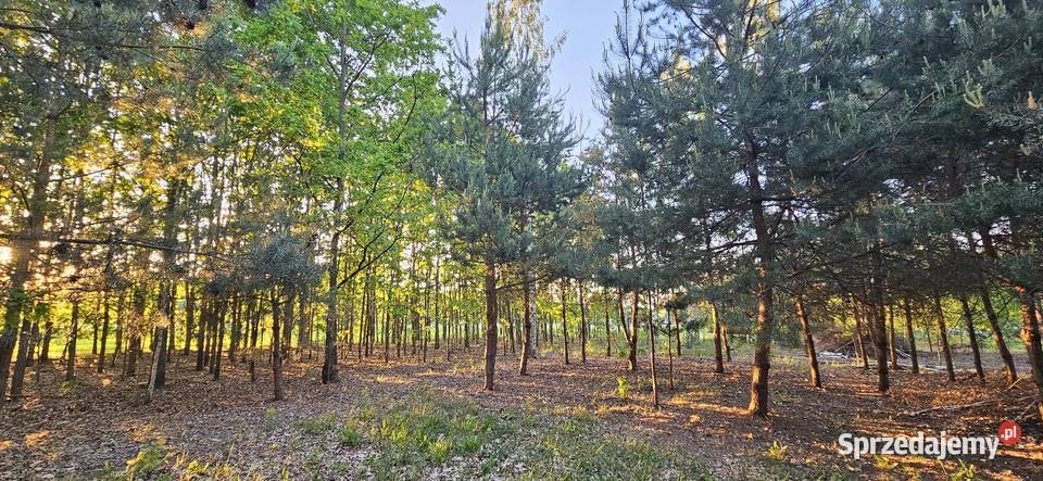Działka bud 2900 M2 Łukawska Wola WZ ZADRZEWIONA sprzedam