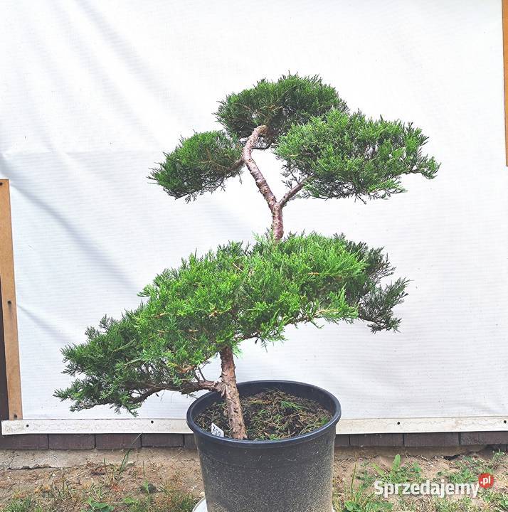 Bonsai Niwaki jałowiec