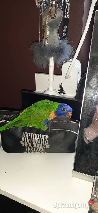 Papuga Lorysa górska małopolskie Tarnów