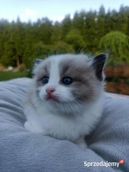 Kocięta Kocurek koteczkai Ragdoll FPL świętokrzyskie Stopnica
