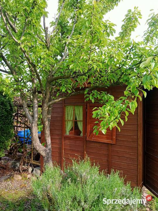 Ogródek działkowy działka rod Miłosław