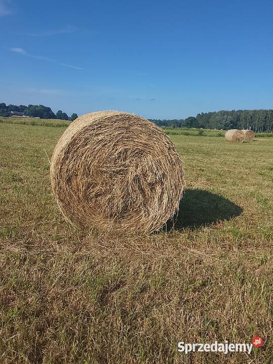 Siano w belach 120x120 z 2026r warmińsko-mazurskie Gant