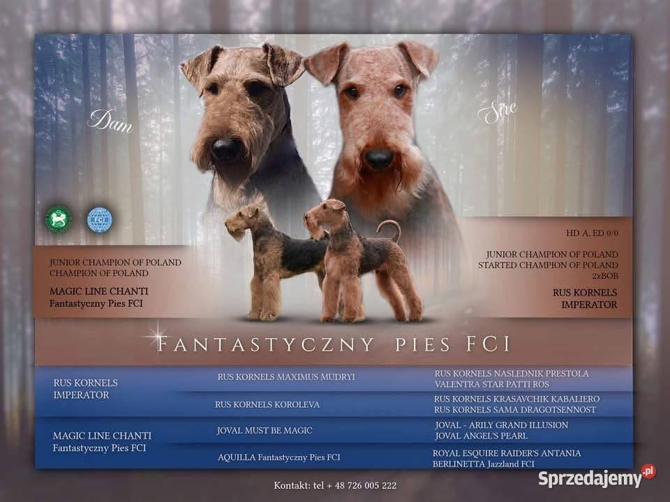 Airedale Terrier szczenięta ZKwPFCI kujawsko-pomorskie Mogilno