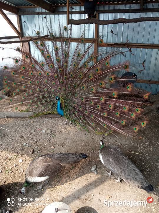 Pawie samice dorosłe 2 3 letnie wysyłam Zamość sprzedam