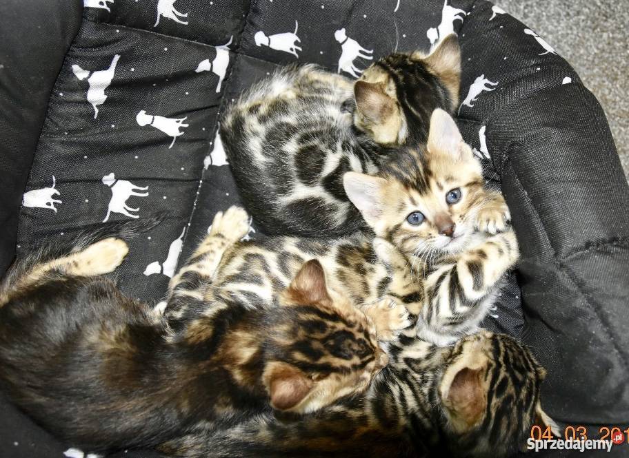 Kotka bengalska zachodniopomorskie Szczecin