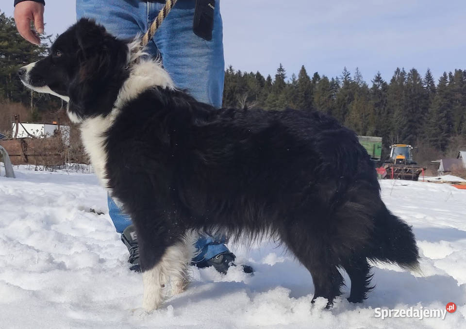 Piękny Rasowy Pies Border Collie Szczeniak z Pozostałe podkarpackie Iwonicz