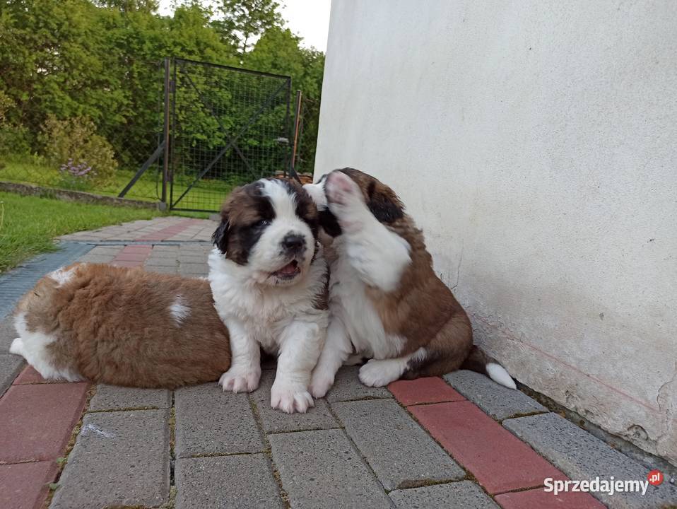 Szczeniaki bernardyn Psy Korzenna