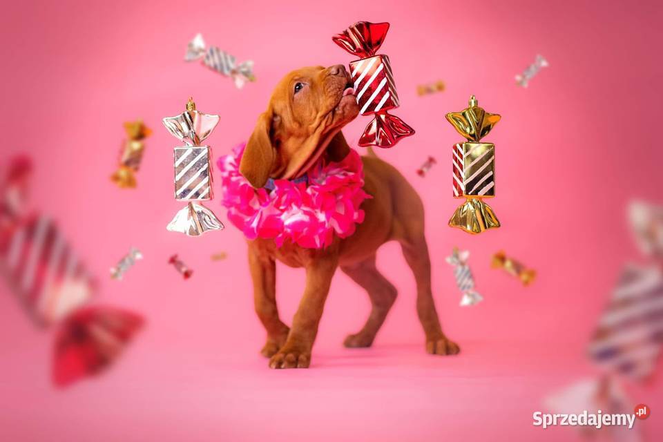 Szczenię Wyżeł Węgierski rodowód metryka ZKWPFCI