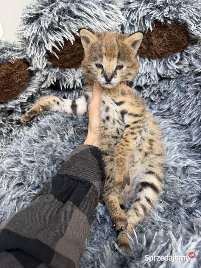 Samiec serwal małopolskie