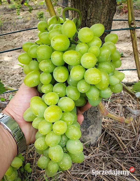 Sadzonki winorośli deserowych lubelskie