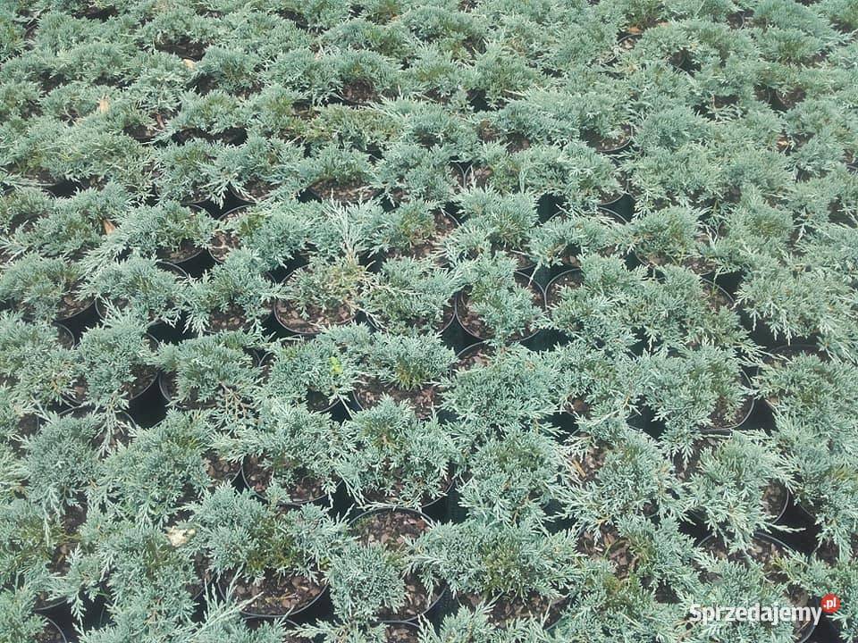 Tuje kuliste berberysy jalowce plozace Tarnów