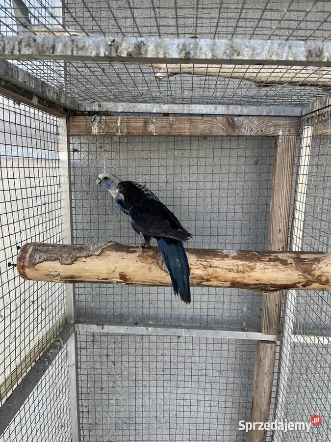 Rozelle białolice śląskie