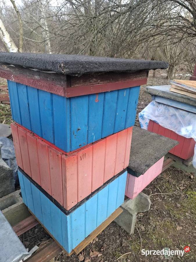 Ule Wielkopolskie Bochnia