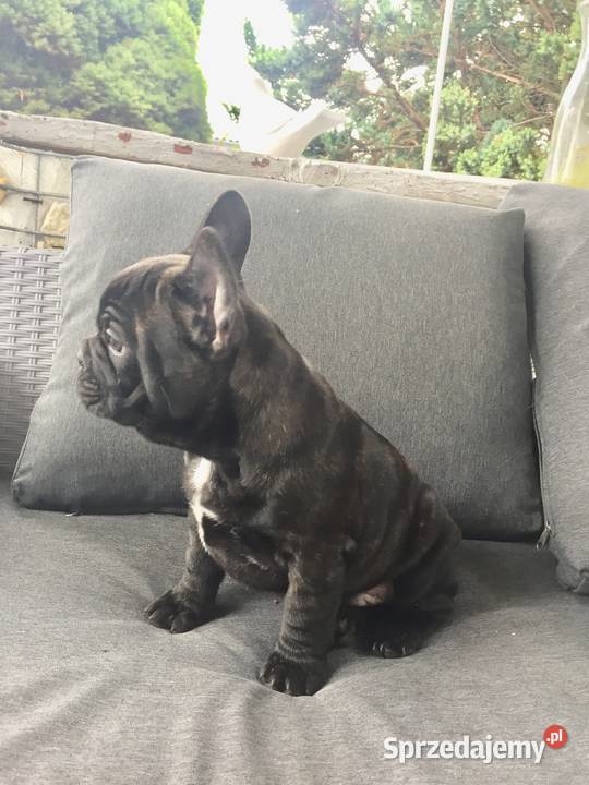 Szczeniak Buldog francuski Przeciszów