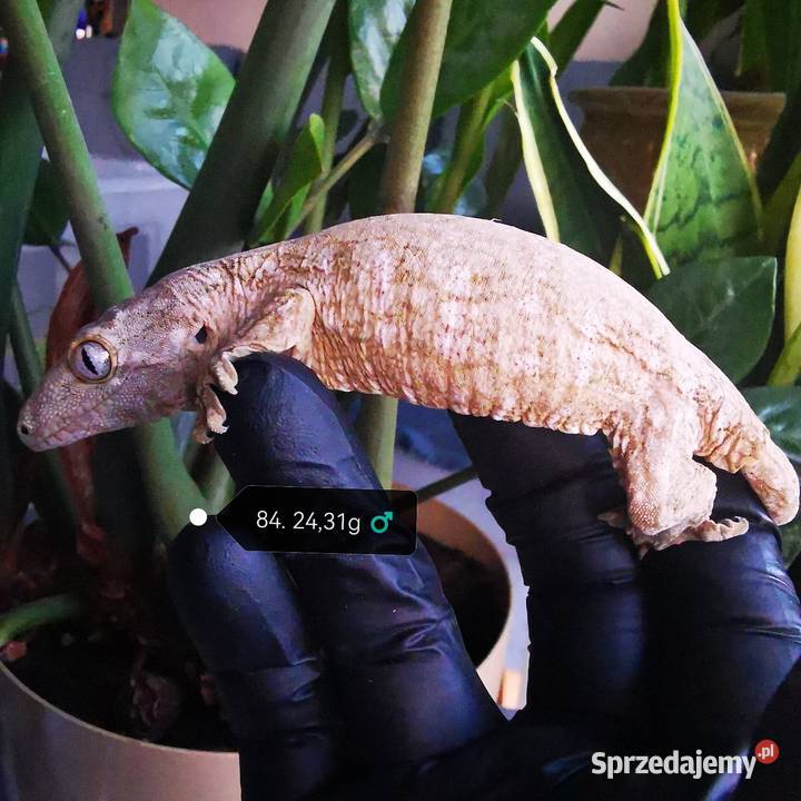 Gekon Olbrzymi Rhacodactylus Lechianus Kraków