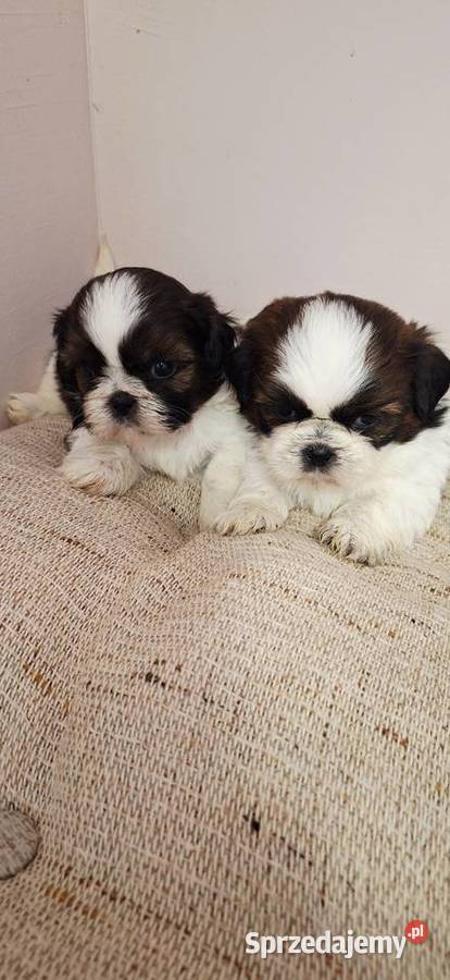 Shih Tzu szczeniaczki Przysucha